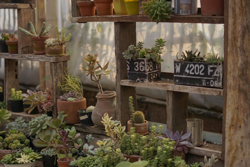 Indoor Greenhouse Setup