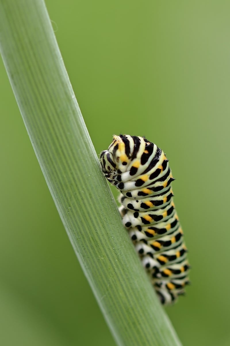 Caterpillars
